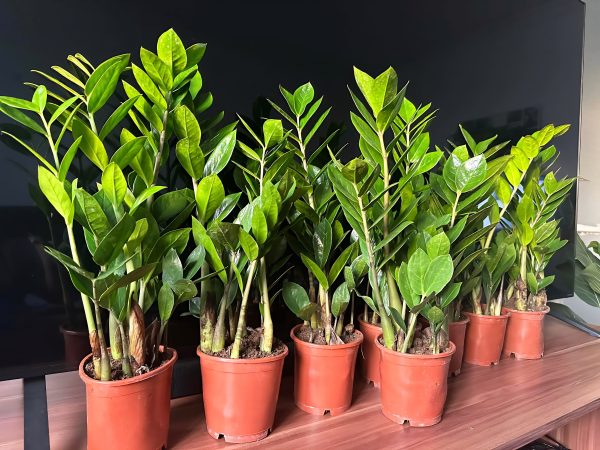 Zamioculcas - Agglegénypálma ↑50cm ⊘12cm