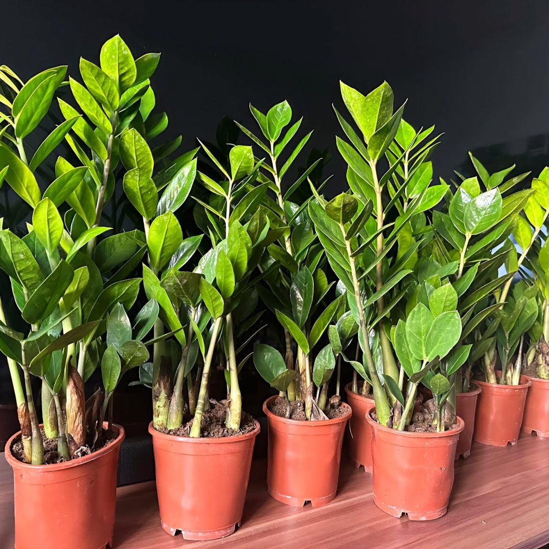 Zamioculcas - Agglegénypálma ↑50cm ⊘12cm