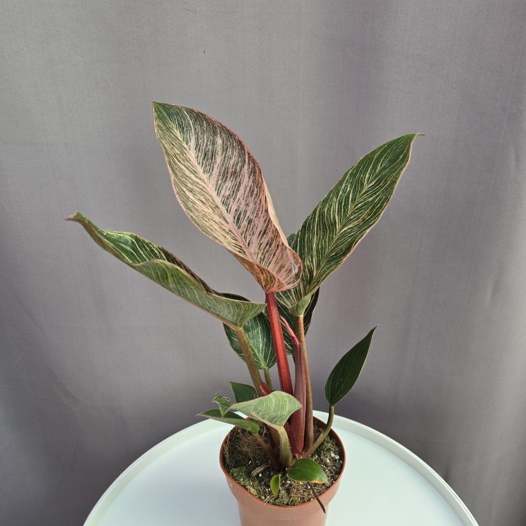 Philodendron Pink Birkin ↑40cm ⊘12cm