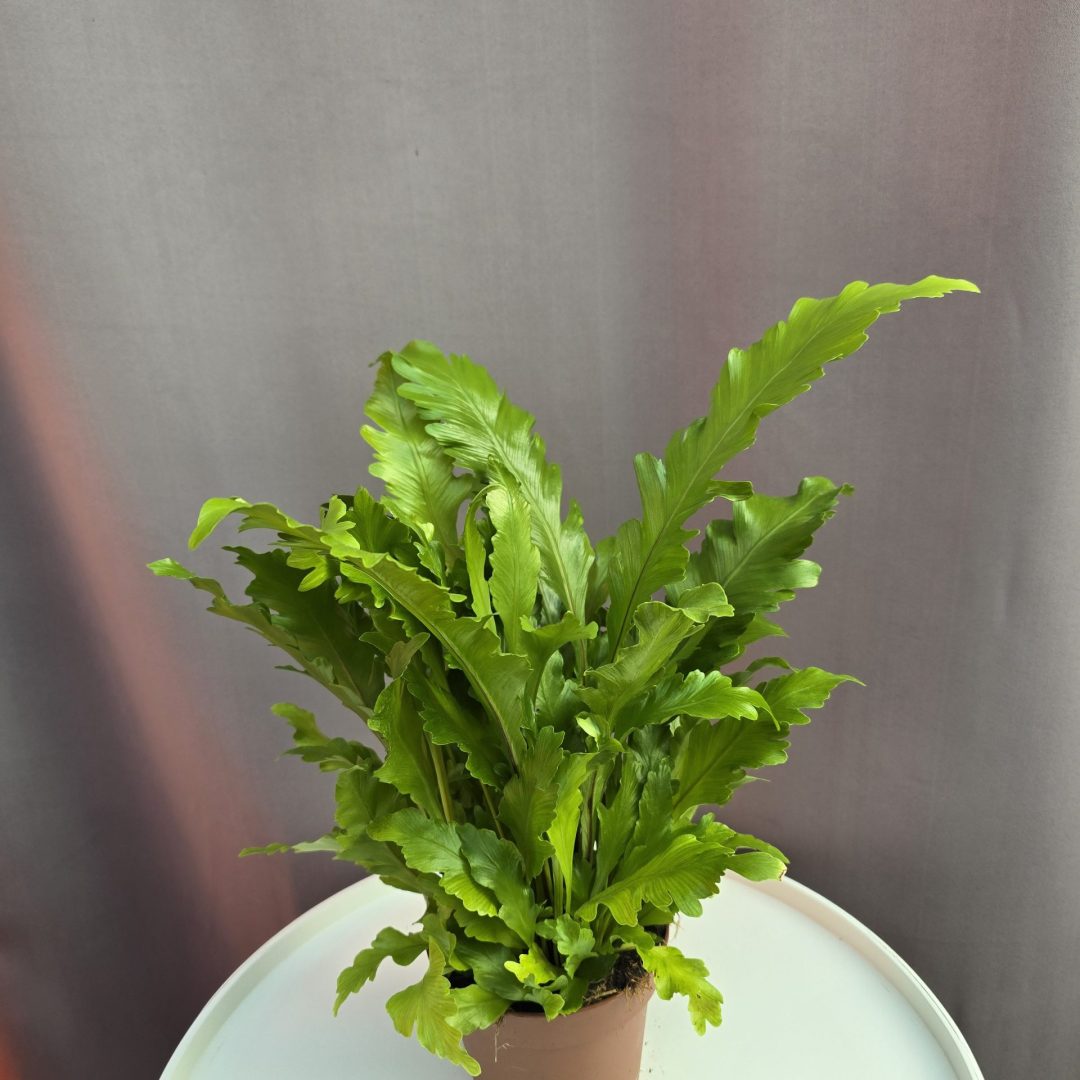 Asplenium antiquum - Madárfészek páfrány ↑35cm ⊘12cm