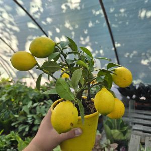 Meyer citrom ( terméssel ) ↑35cm ⊘14cm