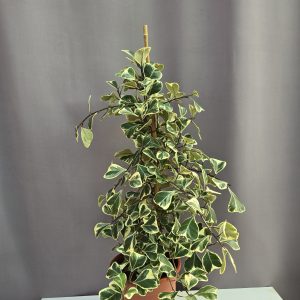 Ficus triangularis 'Sweetheart' variegata ↑60cm ⊘14cm