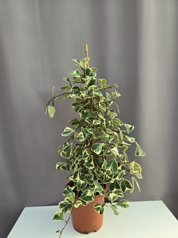 Ficus triangularis 'Sweetheart' variegata ↑60cm ⊘14cm