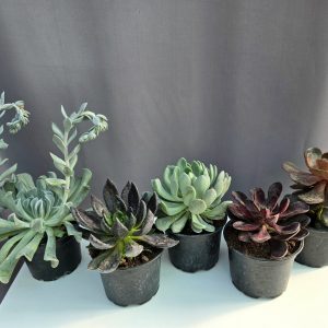 Echeveria csomag