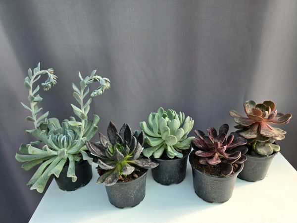 Echeveria csomag