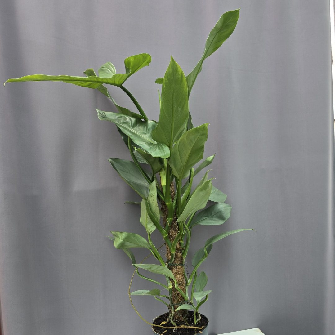 Philodendron Hastatum Silver Sword ↑80cm ⊘17cm