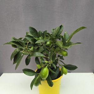Limequat ( terméssel ) ↑cm ⊘7cm