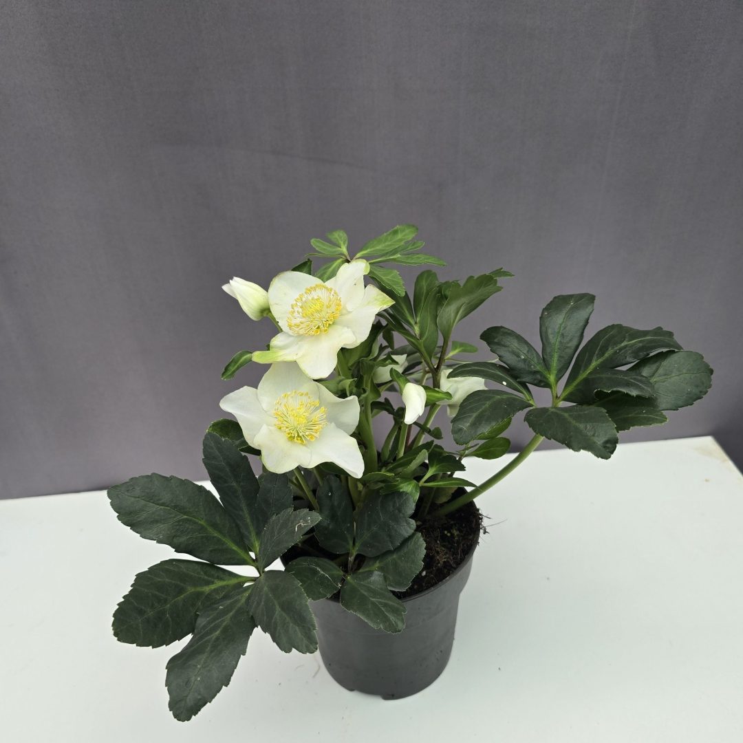 Fekete hunyor - Helleborus niger ↑25cm ⊘12cm