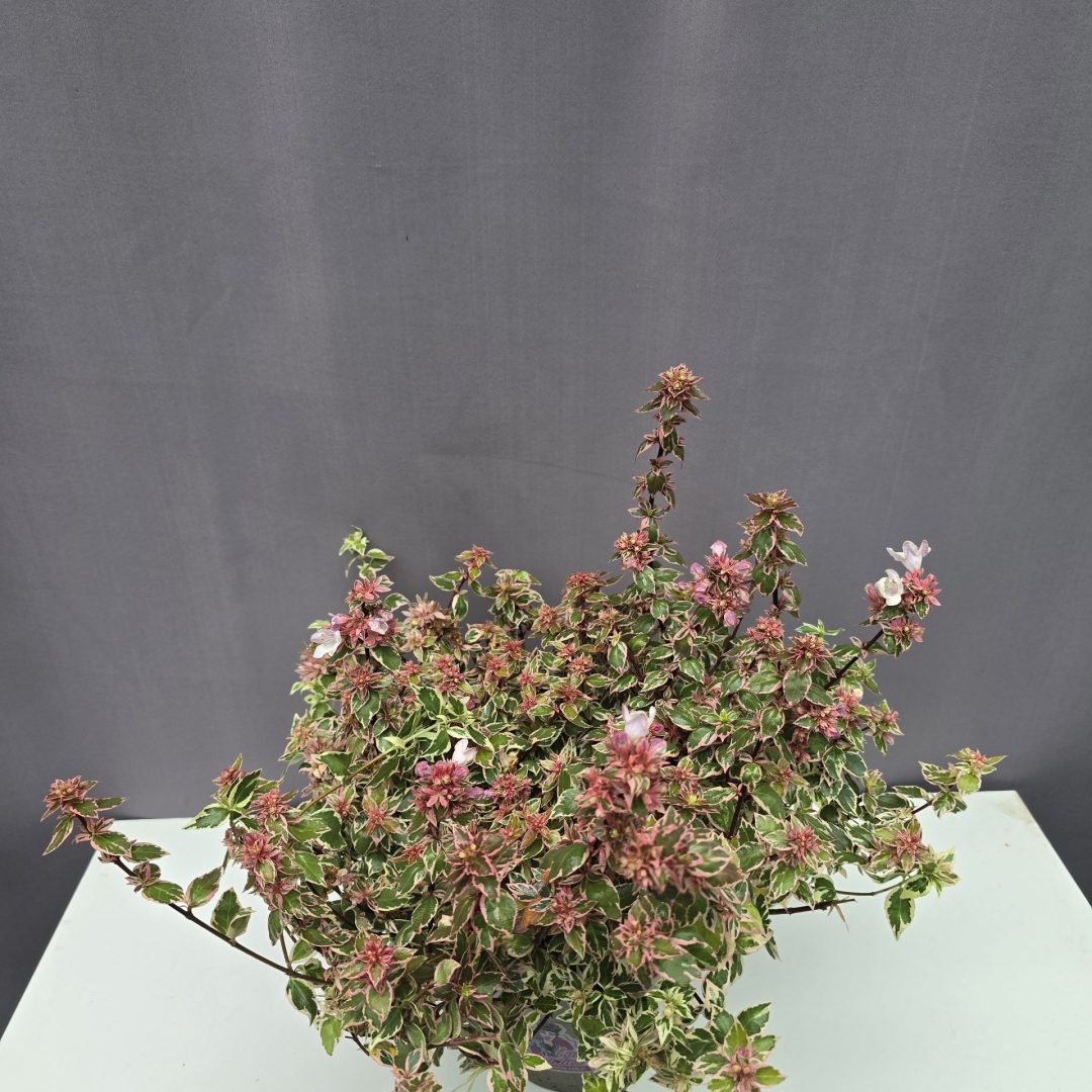 Tarka levelű nagyvirágú tárnicslonc -
Abelia grandiflora 'Variegata' ↑35cm ⊘13cm