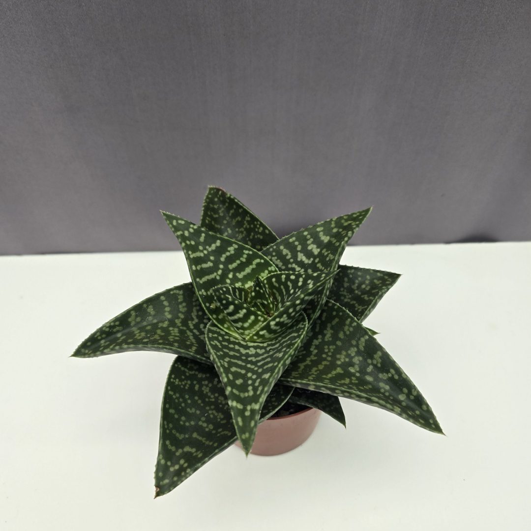 Aloe 'Tiki Zilla' - Tigris aloe ↑15cm ⊘9cm