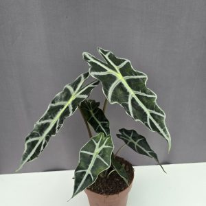 Alocasia Polly ↑30cm ⊘12cm