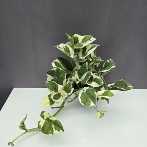 Epipremnum aureum 'Njoy' ↑25cm ⊘12cm