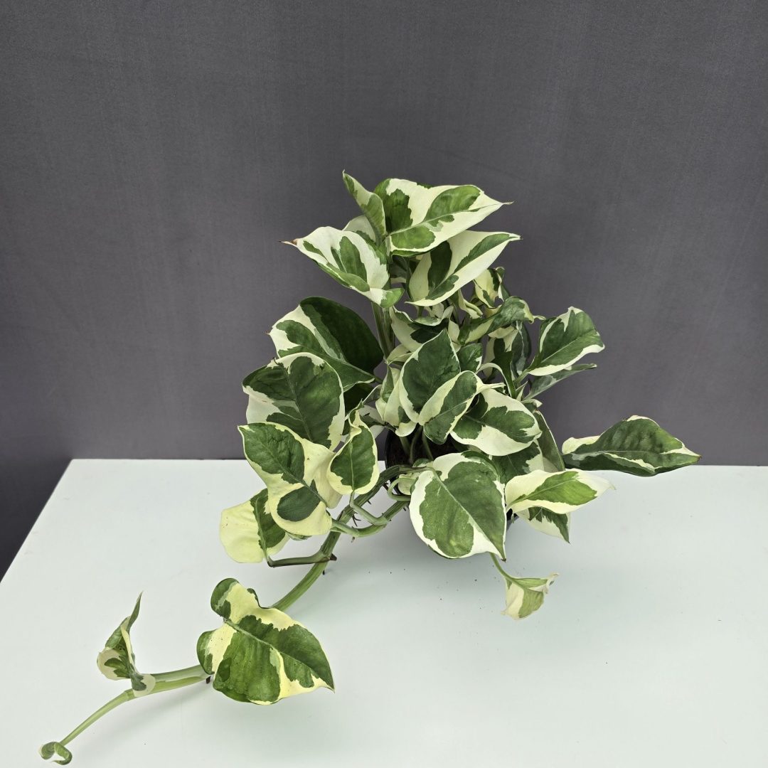 Epipremnum Njoy fehér-zöld tarka levelű, futó szobanövény cserépben – Törpe Garden