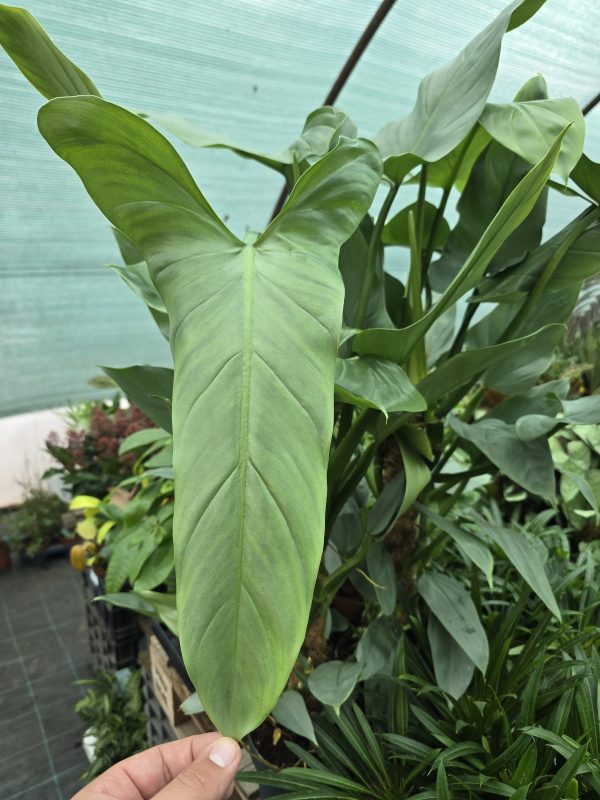 Philodendron Hastatum Silver Sword ↑80cm ⊘17cm - Image 2
