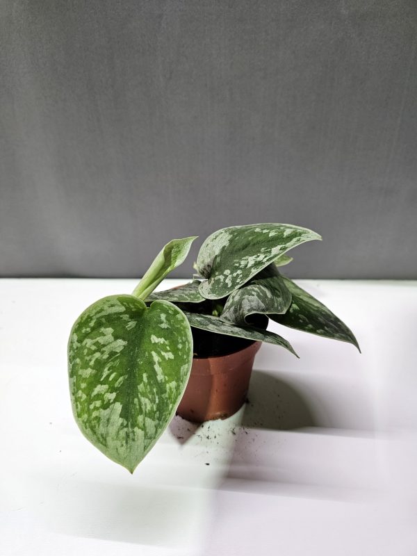 Scindapsus 'Silvery Ann' ↑15cm ⊘8cm
