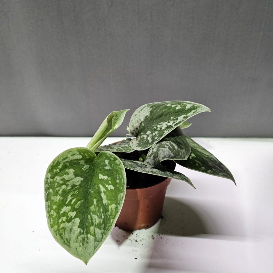 Scindapsus 'Silvery Ann' ↑15cm ⊘8cm