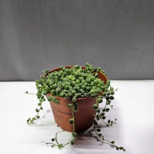 Senecio rowleyanus - Borsóka ↑20cm ⊘12cm