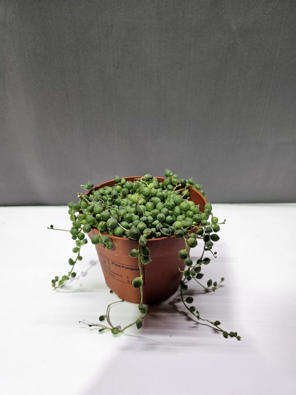 Senecio rowleyanus - Borsóka ↑20cm ⊘12cm