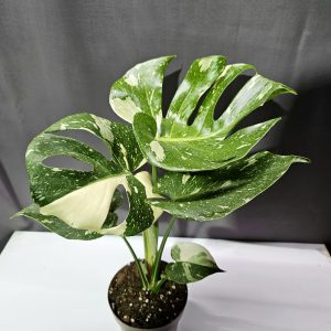 Monstera Thai Constellation ↑40cm ⊘12cm