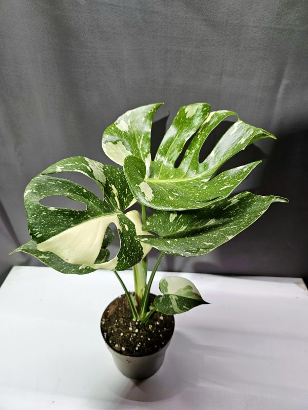 Monstera Thai Constellation ↑40cm ⊘12cm