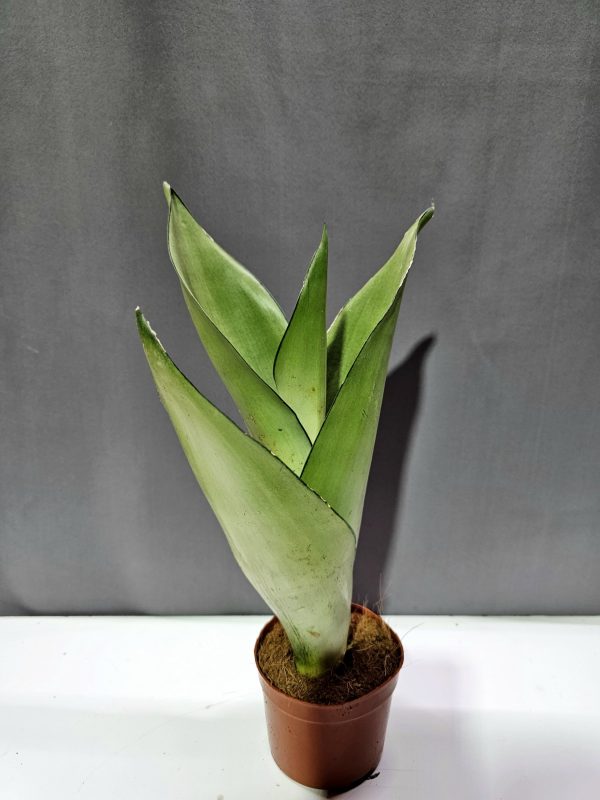 Sansaveria Moonshine ↑35cm ⊘10cm