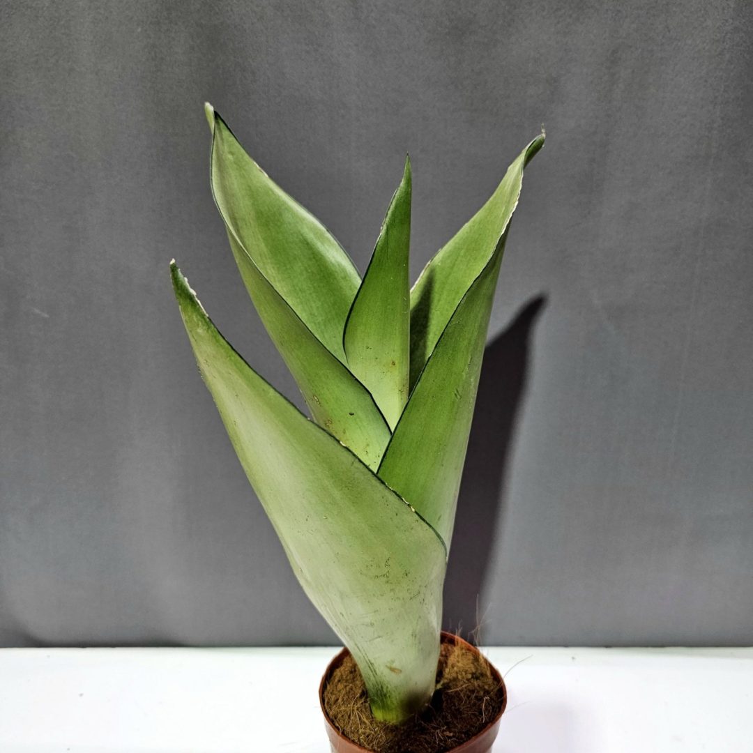 Sansaveria Moonshine ↑35cm ⊘10cm