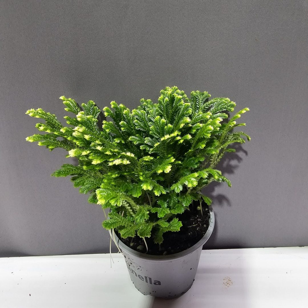 Sellaginella jori - Csipke haraszt ↑10cm ⊘9cm