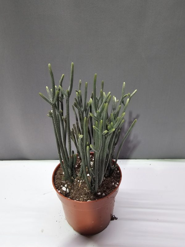 Crassula Muscosa ↑20cm ⊘10cm