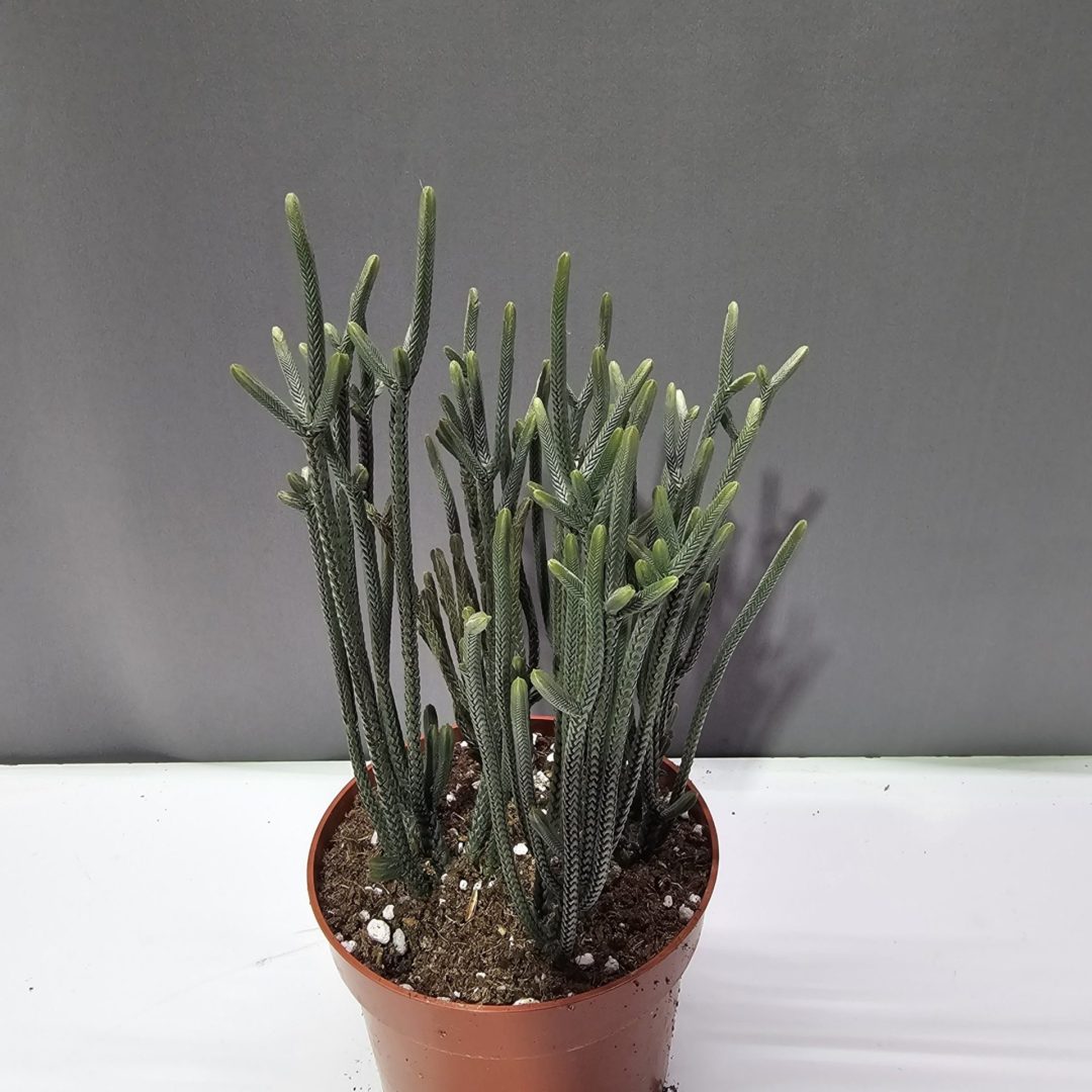 Crassula Muscosa ↑20cm ⊘10cm