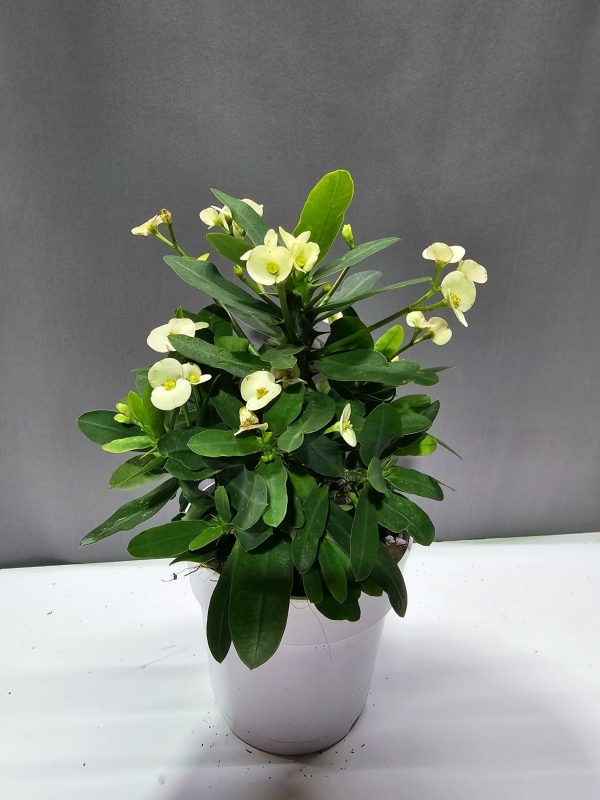 Euphorbia milii 'Hector' - Fehér pompás kutyatej ↑30cm ⊘12cm