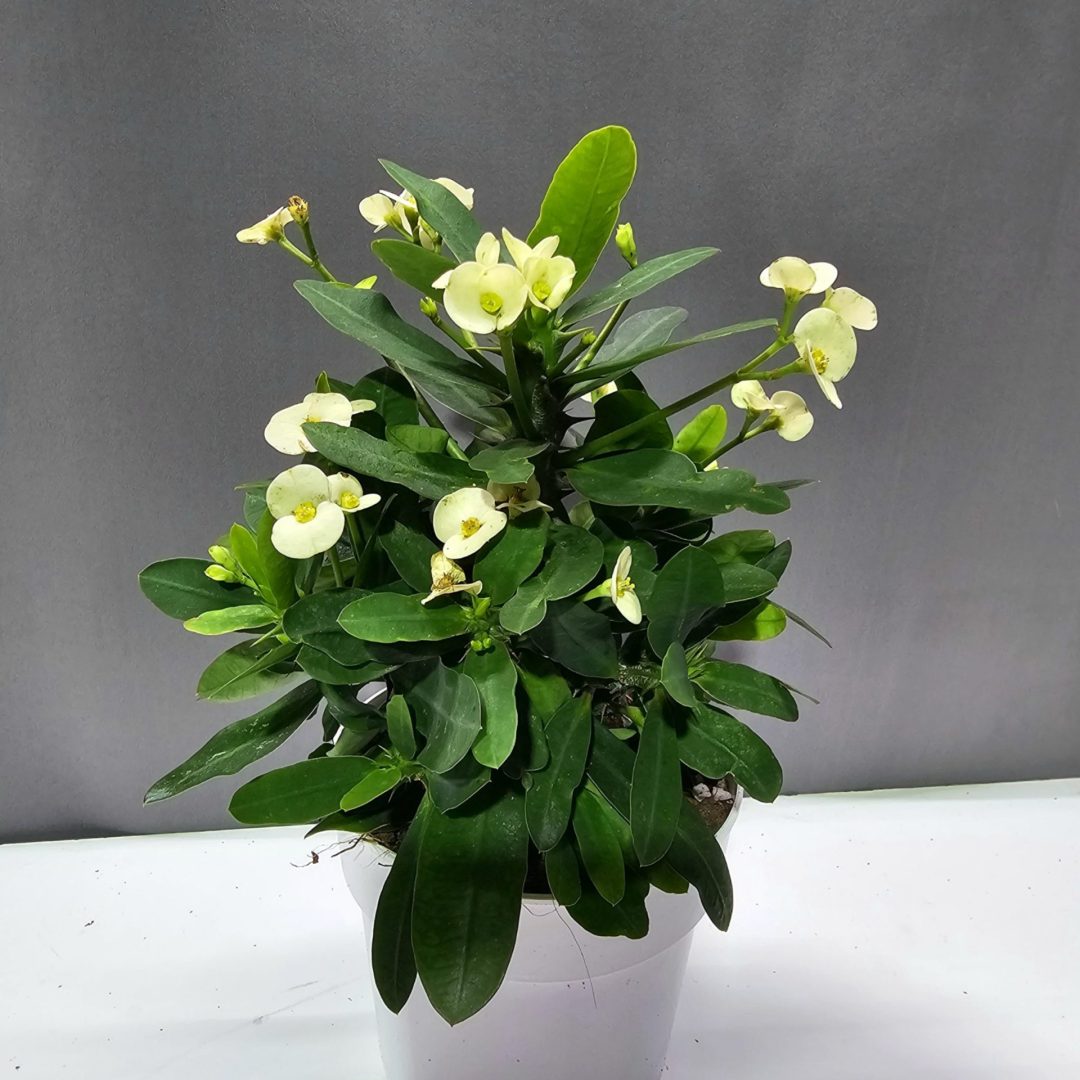 Euphorbia milii 'Hector' - Fehér pompás kutyatej ↑30cm ⊘12cm
