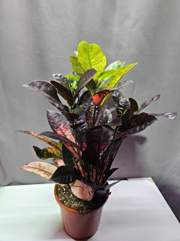 Codiaeum Mrs Iceton - Kroton ↑5pcm ⊘17cm