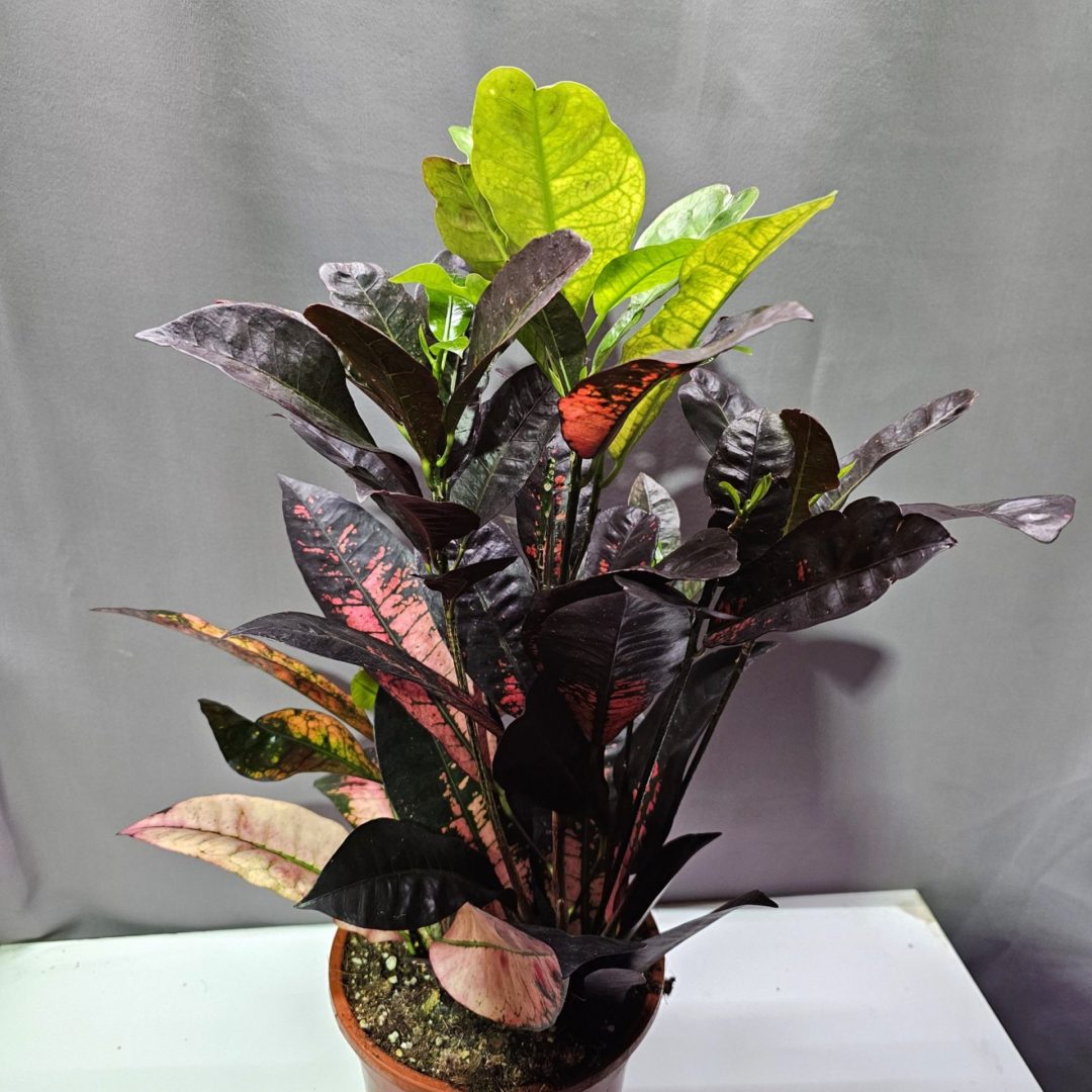 Codiaeum Mrs Iceton - Kroton ↑50cm ⊘17cm