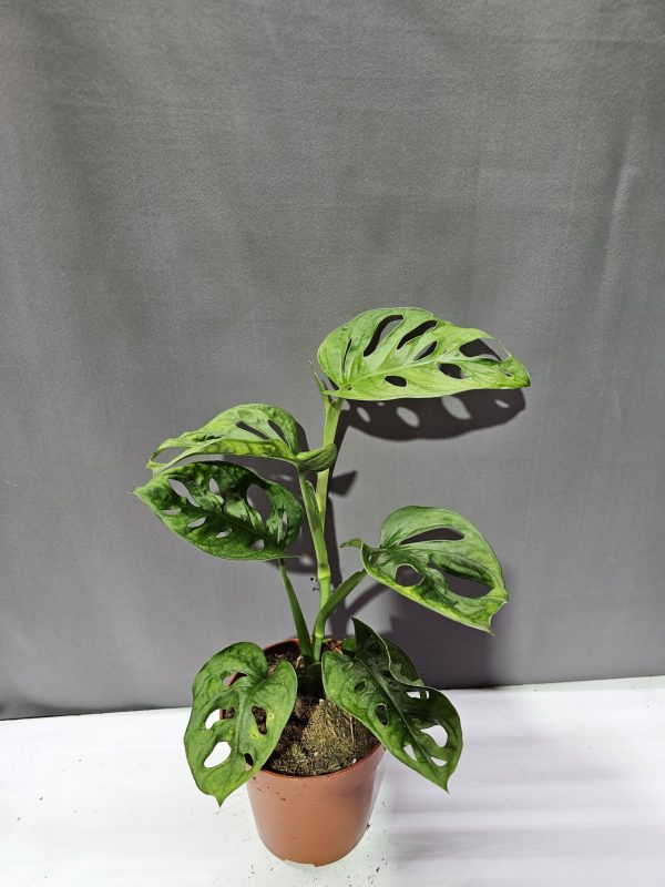 Monstera Adansonii ↑25cm ⊘12cm