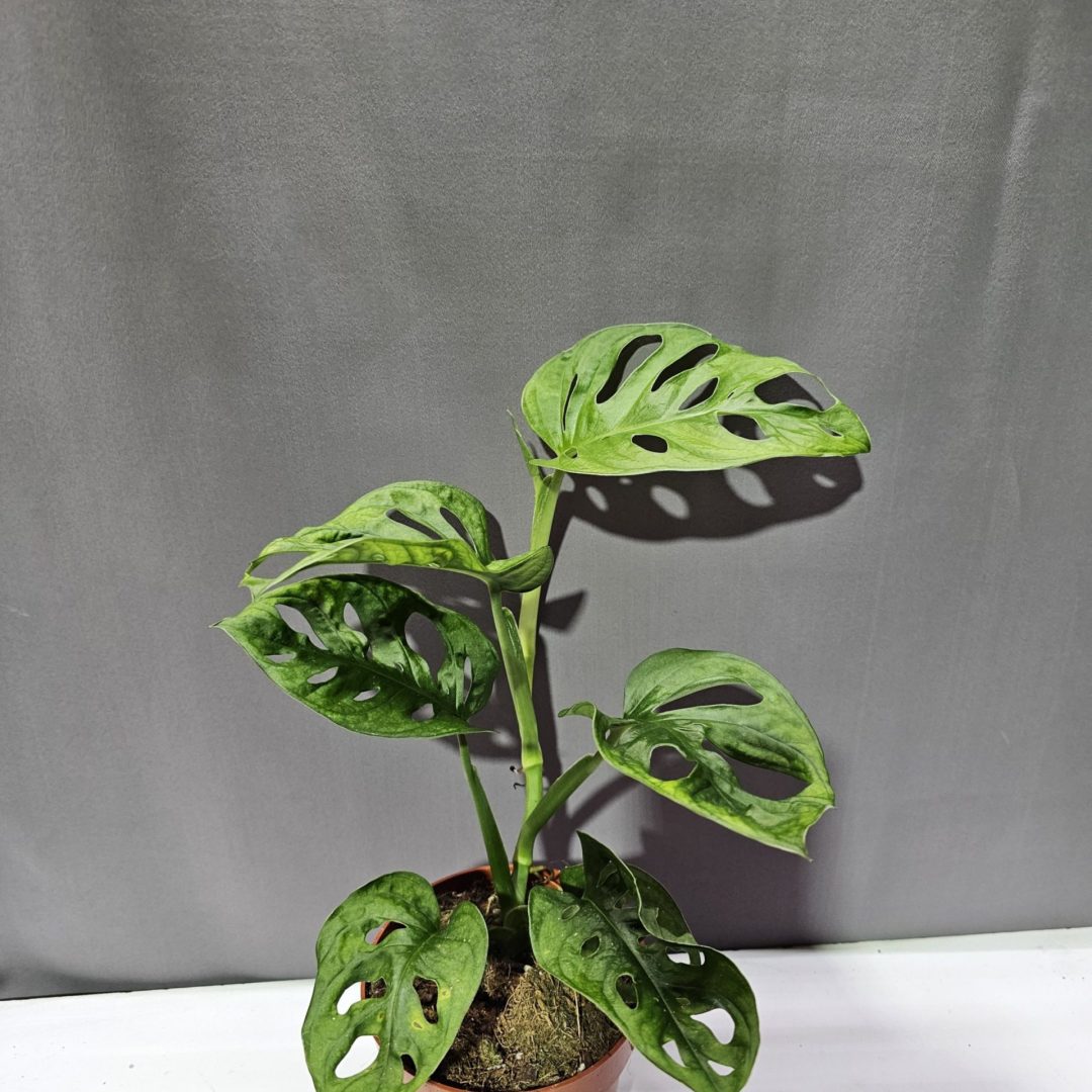 Monstera Adansonii ↑25cm ⊘12cm