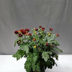 Krizantém narancs ↑30cm ⊘12cm