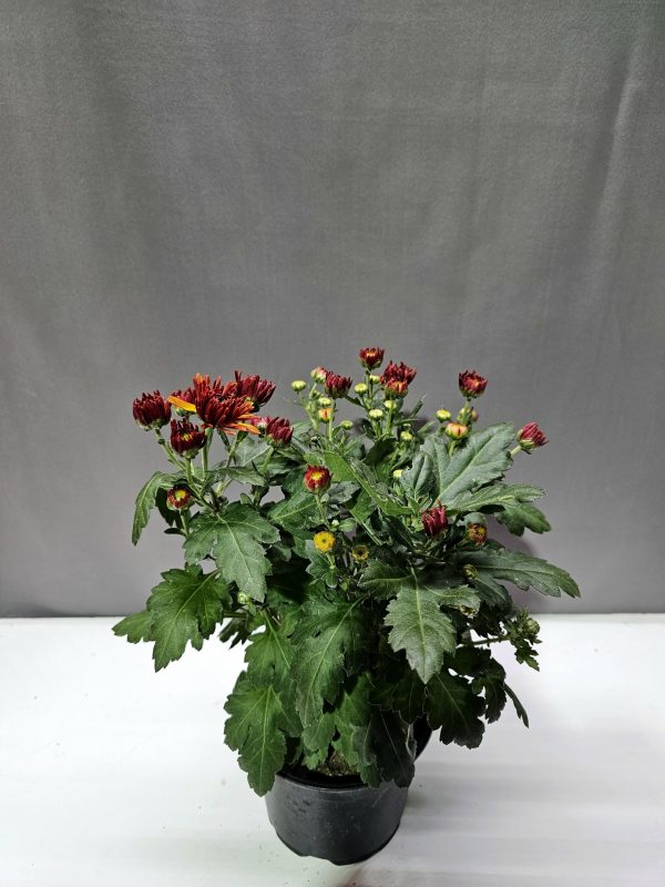 Krizantém narancs ↑30cm ⊘12cm