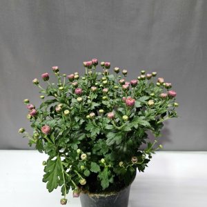 Krizantém rózsaszín ↑30cm ⊘12cm