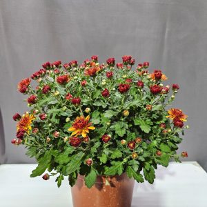 Krizantém narancs ↑50cm ⊘17cm