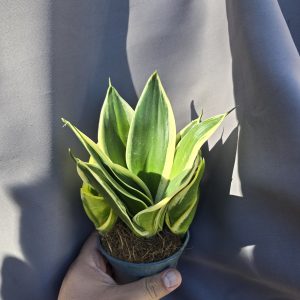 Sansaveria Hahnii ↑15cm ⊘9cm