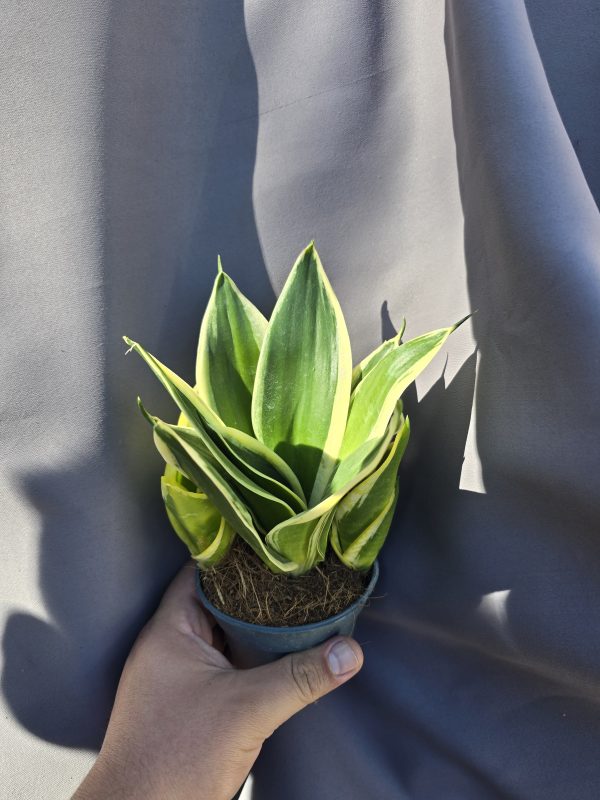 Sansaveria Hahnii ↑15cm ⊘9cm