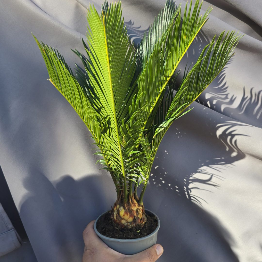Cycas Revoluta ↑45cm ⊘12cm
