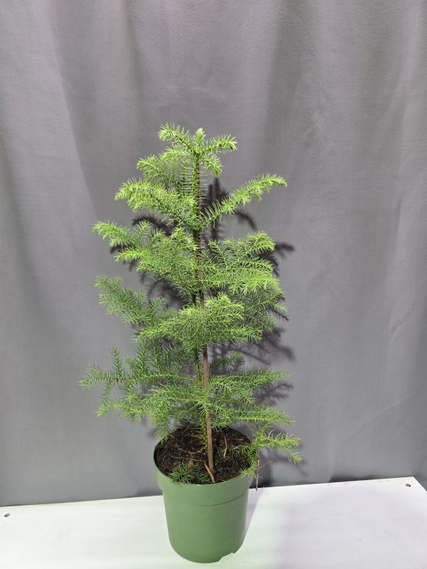 Araucaria - Szobafenyő ↑50cm ⊘14cm