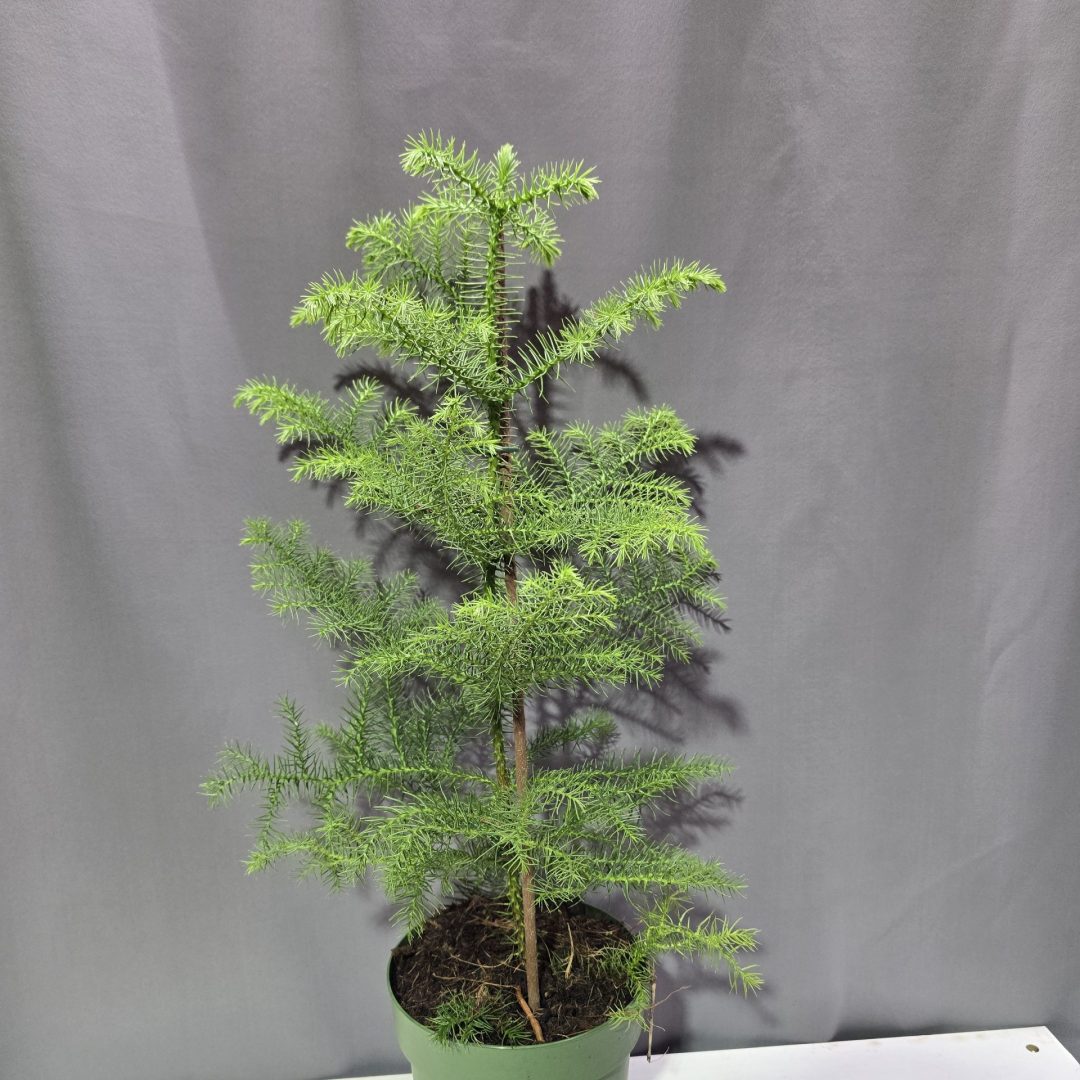 Araucaria - Szobafenyő ↑50cm ⊘14cm