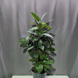 Serlegkocsányú fikusz - Ficus cyathistipula ↑70cm ⊘17cm