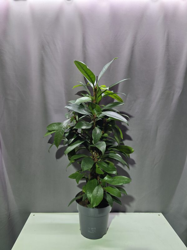 Serlegkocsányú fikusz - Ficus cyathistipula ↑70cm ⊘17cm