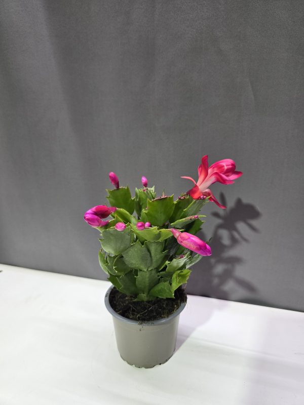 Schlumbergera - Karácsonyi kaktusz piros ↑15cm ⊘9cm