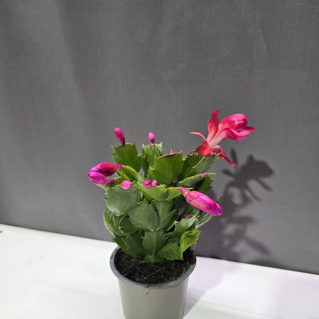 Schlumbergera - Karácsonyi kaktusz piros ↑15cm ⊘9cm