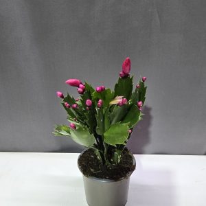 Schlumbergera - Karácsonyi
kaktusz pink ↑15cm ⊘9cm