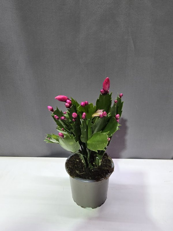 Schlumbergera - Karácsonyi
kaktusz pink ↑15cm ⊘9cm